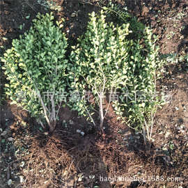 绿化苗木批发 瓜子黄杨价格 瓜子黄杨图片 绿篱植物