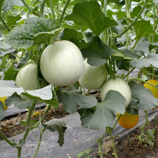 �п�ï�Aˮ���߲˷N��������Ƥ��N�������Ƥ�����ϷN��