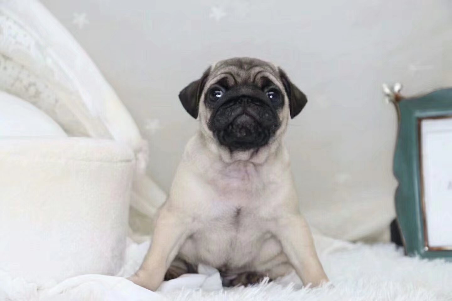 直达包运 八哥纯种犬活体 狗活体 一件代发宠物
