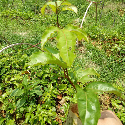 种植棚培养黄金百香果树苗 原种鸡蛋果批发 百香果苗基地直供