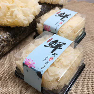 福建土特产古田新鲜银耳白木耳雪耳活耳山珍农业产品批发产地直达