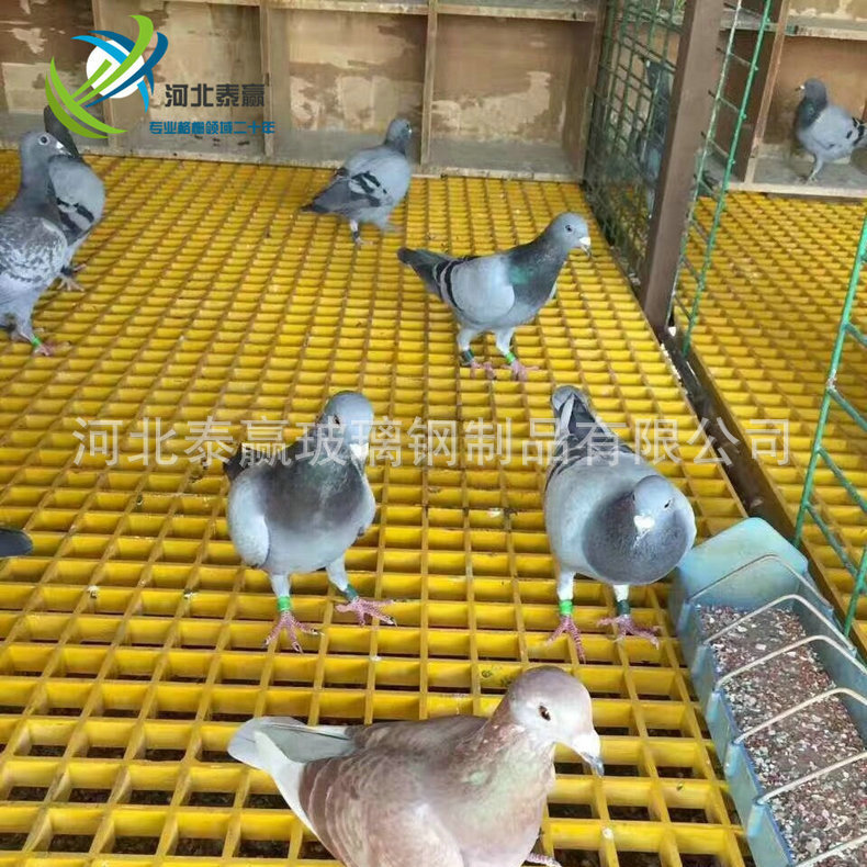 河北厂家泰赢格栅板玻璃钢格栅鸽舍地网树池盖板养殖供应|ms