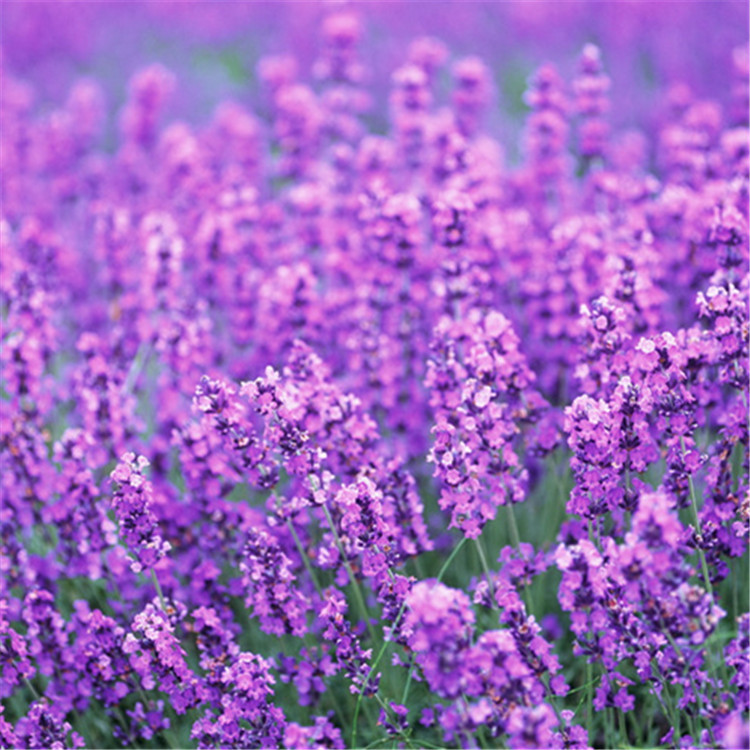 厂家直供 薰衣草香型   花香香精  日用香精  免费拿样洗衣液香精