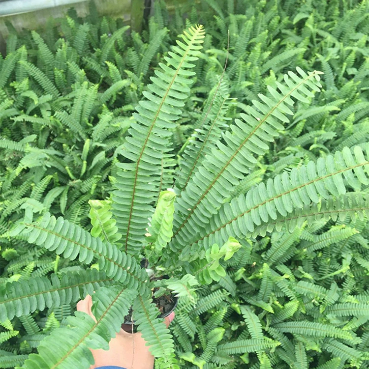 Кубок папоротника почки круглые зубы папоротника Сычуань ландшафтный дизайн саженец тенеотталкивающее почвопокровное растение