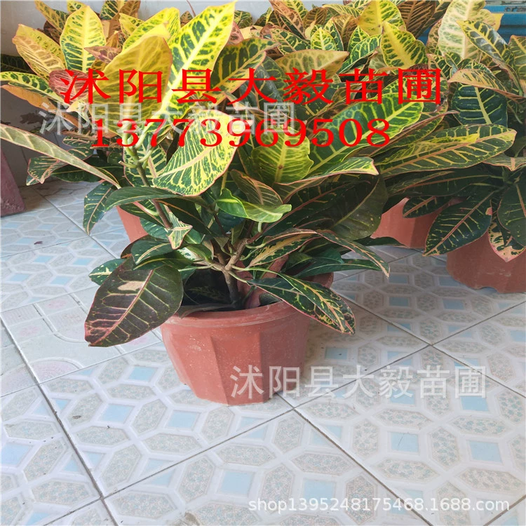 Комнатное Горшечное растение изменение цвета дерева лист рассада Горшечное цветочное растение