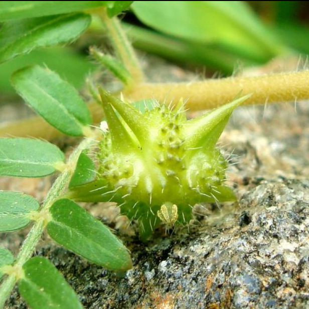 果刺,刺泡果,刺蜜果(第4页)_大山谷图库
