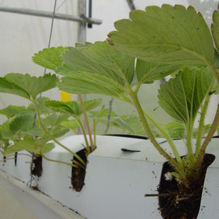 ��ݮ�o���Nֲ���߲˷Nֲ����ɫ��ԭ�b�M�ڸ��|���Nֲ��pp