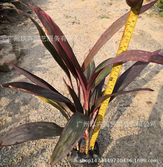 Чжу Цзяо земля рассада листва растения земля рассада двор парк пейзаж клумба цветок зеркало зеленые растения