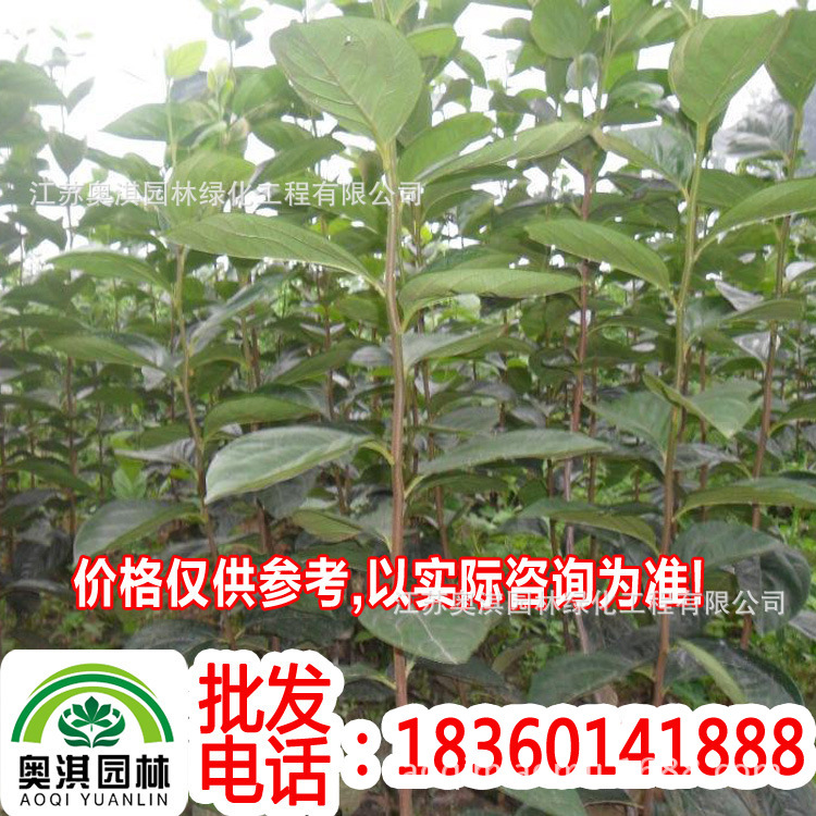 批发供应 柿子苗 柿子树小苗 保质保量 果树小苗|ru