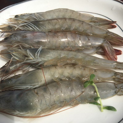 Business network Red Sea White shrimp Shrimps SF air Shrimp Seafood Shrimps On behalf of