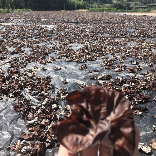 【Direct from Base】500g Raw Black Wood Ear Dried Fungus, Washed Black Wood Ear Loose Bulk Wholesale Factory Direct Sale