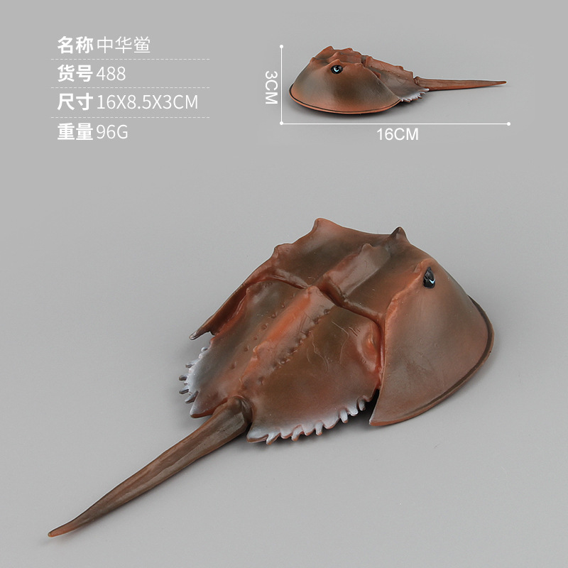 488 Trionyx sinensis 96G