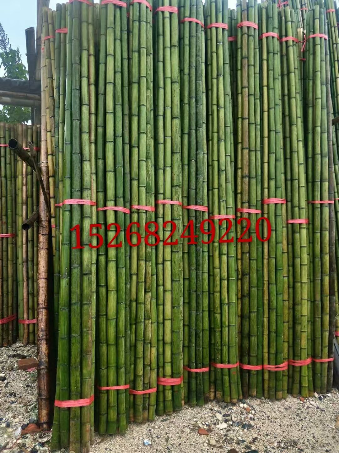 大量批发农用小竹竿毛竹梢菜架大棚竹竿规格齐全绿化支撑竹梢 阿里巴巴