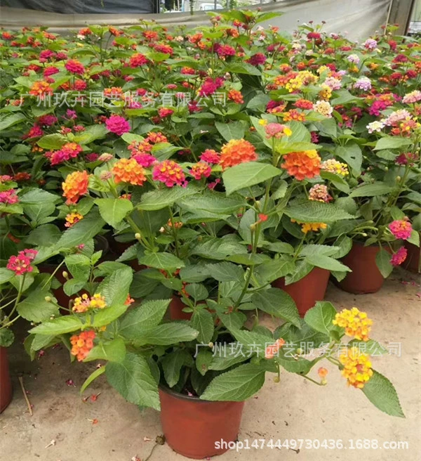 Пятицветный цветок сливы просмотр растений просмотр цветов небольшой домашний офис в горшках настольная база в горшках прямые продажи