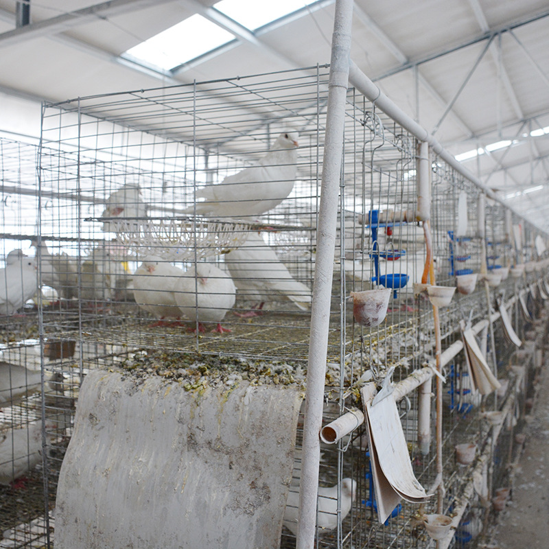 鸽笼子 厂家供应广式 鸽笼 广式连体 鸽子笼 加粗加密鸽子笼养殖