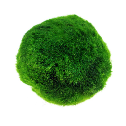 Green algae balls wholesale 3-4cm ornamental real aquatic plants live fish tank aquarium landscaping decoration small seaweed balls