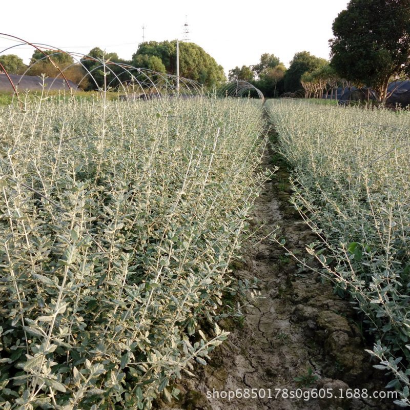 水果蘭 苗圃直銷 基地産地批發價格 灌從石蠶 適合花境 彩葉樹種