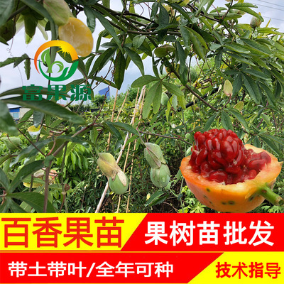 百香果苗冲钻包邮正宗蓝冠甜蜜蜜红肉百香果苗当年结果新品四季|ms