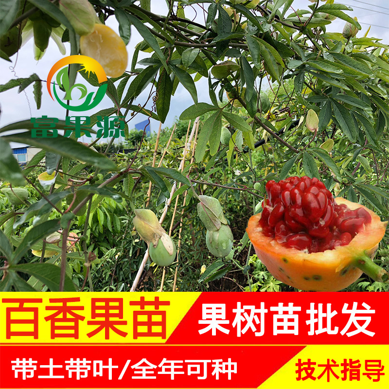 百香果苗冲钻包邮正宗蓝冠甜蜜蜜红肉百香果苗当年结果新品四季|ms