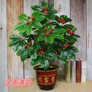 �S�����lɢβ���������ֲ���ļҾӔ[��ֲ���辰�����t����