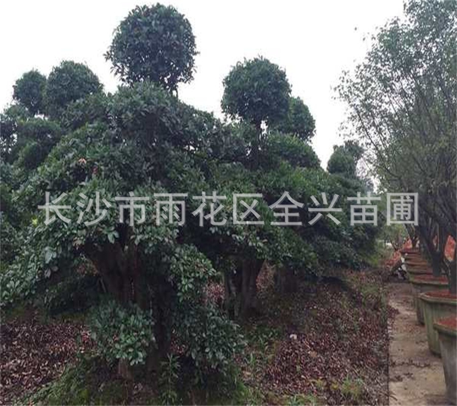 mmexport1532866254768