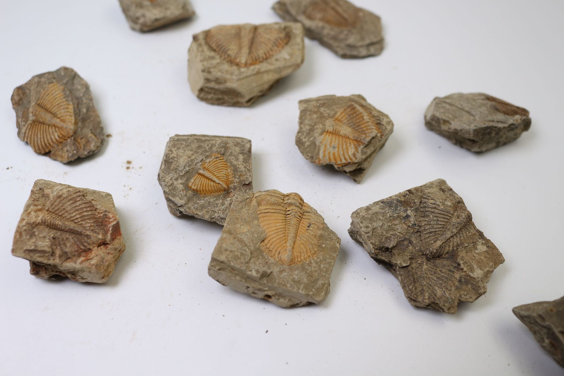 古生物化石图片素材-编号35673529-图行天下