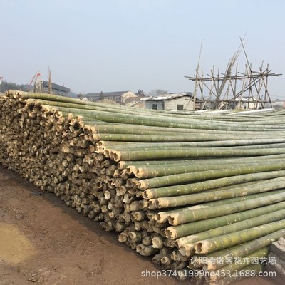 批發農用毛竹竿 菜架搭棚瓜果蔬菜爬藤竹杆 江南竹 苦竹規格齊全