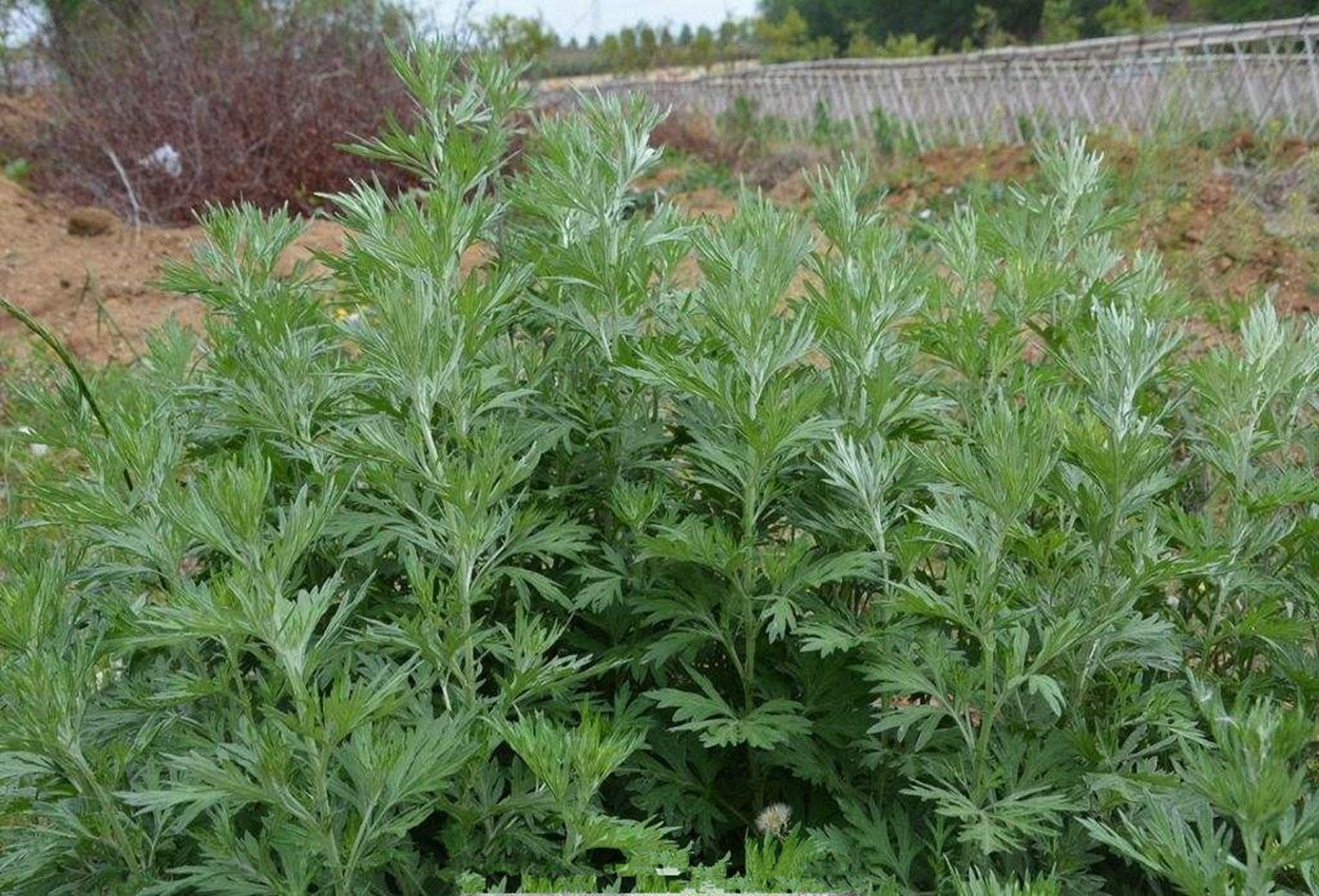 艾草 艾叶 植物 照片摄影图__花草_生物世界_摄影图库_昵图网nipic.com