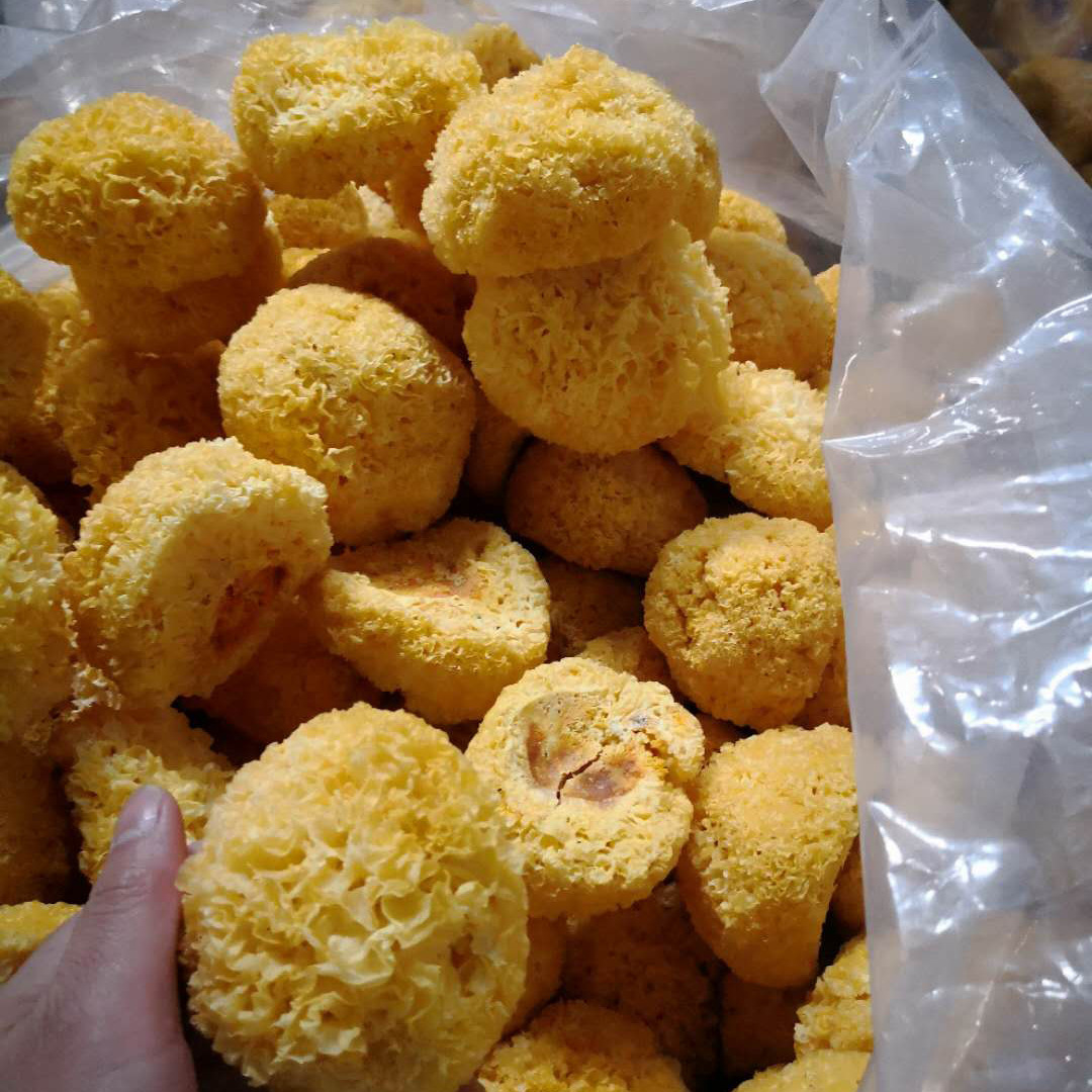 包邮厂家直销黄金糯耳 古田丑耳500g散装批发 一烧即糥银耳煲良品|ms