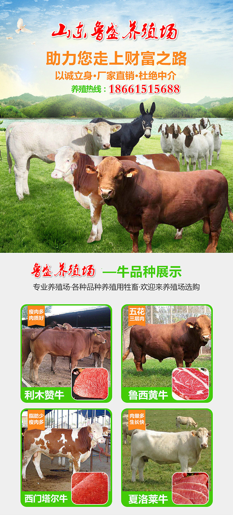 un鲁西黄牛养殖场专供 供应肉牛健 鲁西黄牛牛养殖场直销 大量供应defined