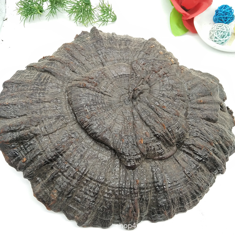 产地大货供应 紫灵芝 黑灵芝 其他品种灵芝在售欢迎咨询|ru