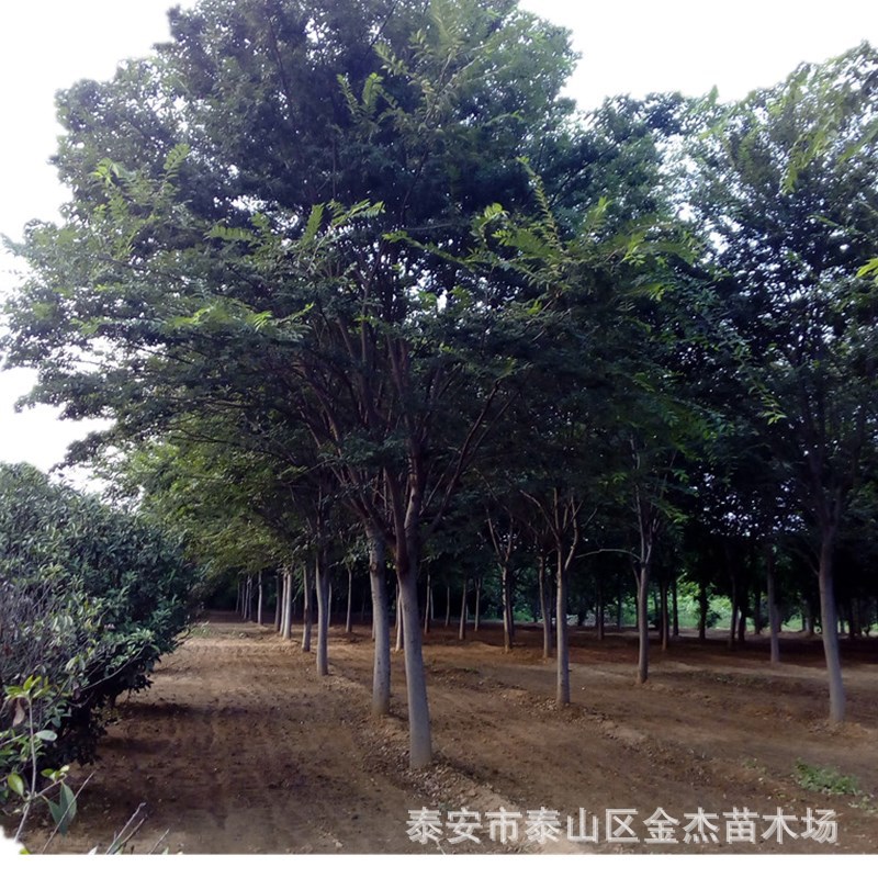 山东榉树价格常年销售现挖现卖规格齐全 丛生榉树绿化工程用苗