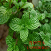 The company wholesale seed station wholesale grass flower seed seed mint seed green mint edible mint species