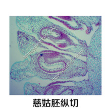 慈姑胚纵切中药生物显微镜中药实验切片实验器材