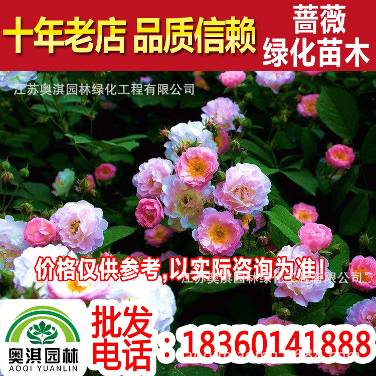 供应蔷薇，日本无刺蔷薇，野蔷薇，粉团蔷薇，蔷薇苗，蔷薇花苗