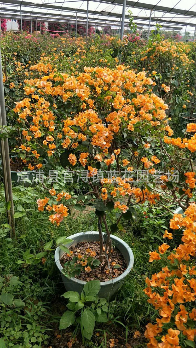 鸡蛋黄三角梅又名加州黄三角梅,价格190元 (3).jpg