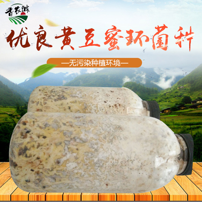 天麻蜜環菌種天麻種子種植天麻黃豆蜜環菌鋸末蜜環菌棉籽廠家直銷