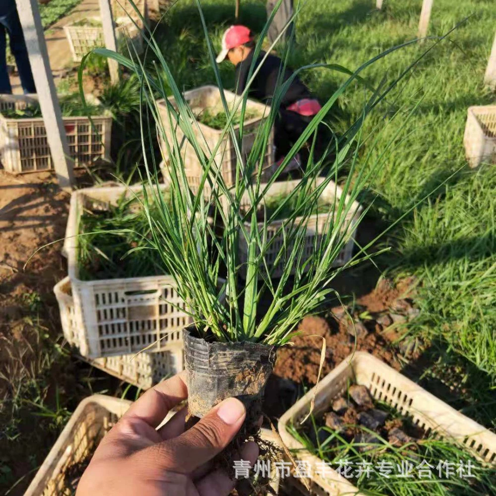 Маленький кролик, волчий хвост, трава, базовые принадлежности, многолетние декоративные садовые зеленые растения, маленький кролик, волчий хвост, чашка для рассады