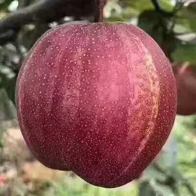 陕西大荔彩虹梨,色彩诱人,汁多核小,皮薄质脆,汁水丰沛|ru