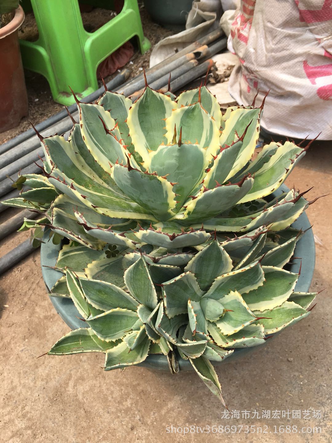 姬凤梨多肉植物批发姬凤梨多肉盆栽肉肉植物绿植盆栽花卉-阿里巴巴