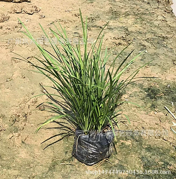 Ophiopogon japonicus (мешок 7 кг) Лиственные растения почвопокровный рассада Парк двор Пейзаж зеленые растения