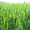 The base supply Hokkaido Yopeng big and small seedlings Hokkaido Yangyang specifications are complete price discounts $