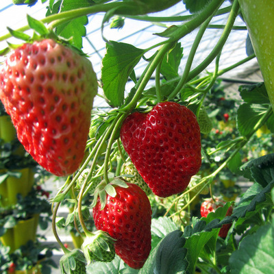 Wholesale strawberry seedlings cream strawberry courtyard plant Potted plant suit South North plant