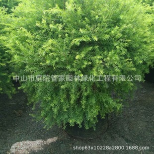 ����ֱ�N �S������ �\�~���� ���~�S�� �t�~�S�� ���N  ���~��ľ