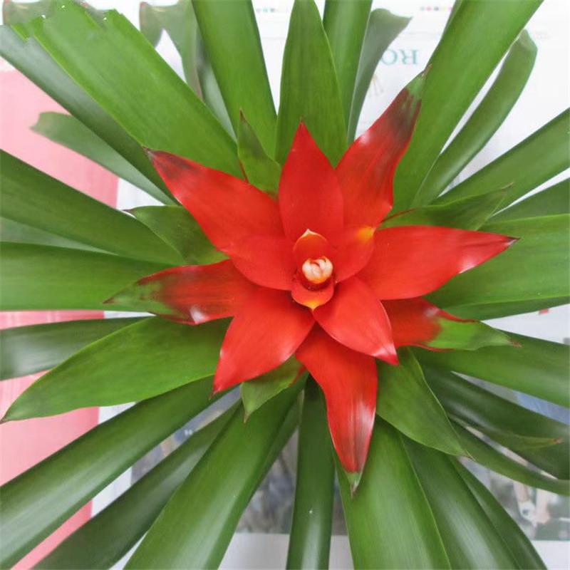 小红星批发鸿运当头盆栽凤梨花四季开花卉鸿运当头吉祥室内植物-阿里巴巴