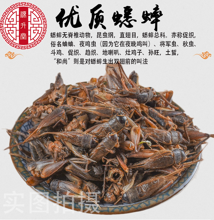 Cricket (Gryllus testaceus) Dried Food-Herb — Sulfur-Free TCM Material, 500g Bulk key features