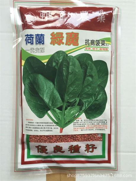 特别推荐-口感好黑绿圆叶木耳小菠菜春秋越冬菠菜种子-荷兰绿魔等