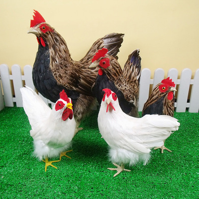 厂家批发仿真母鸡公鸡大中小羽毛软装工艺品家居摆件教学影视道具|ms