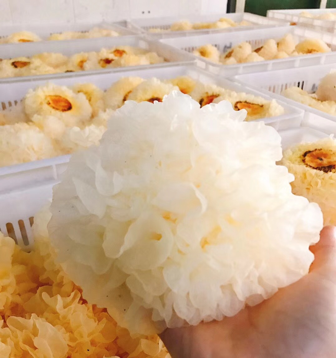 福建古田新鲜银耳白木耳鲜活非干货古田银耳|ms