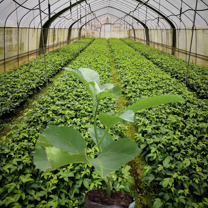 Passion fruit Passion fruit seedlings egg Guomiao Four seasons Passionflower Passion fruit seedlings wholesale